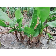 Anak benih pisang emas ,lemak manis (sulur)🔥 ready stock 🔥