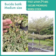 PBN - bucida batik besar tinggi lebih kurang 70cm - pokok bunga nursery doa variegated white tree ou