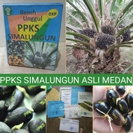 Bibit PPKS SIMALUNGUN UNGGUL ORIGINAL BIBIT SAWIT KUALITAS UNGGUL