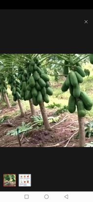 Anak Pokok Betik sekaki