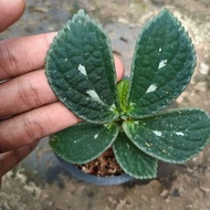 elatostema sp borneo "whitespot" - tanaman hias paludari ilccgi 9527lj