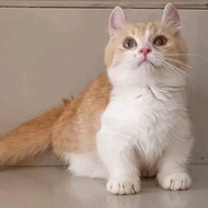 kucing kaki pendek munchkin