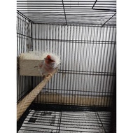 Silver agate foi 2024