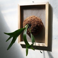 【上板鹿角蕨】質感畫框/ 需要自然光/ 植栽