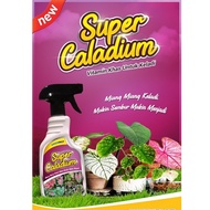 Super Caladium  untuk Keladi