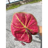 Happi GO 1Pot 120 Caladium Passion Red / Keladi Passion (Live Plant)