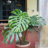 Miliki Monstera Deliciousa King - Monstera King - Monstera Mature