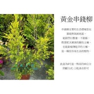 心栽花坊-黃金串錢柳/8吋/綠化植物/綠籬植物/售價300特價250
