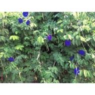 ANAK POKOK BUNGA TELANG@POKOK NASI KERABU (Butterfly pea, Blue pea)