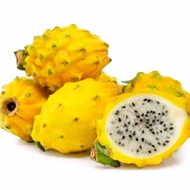 buah naga kuning fresh 1 kg