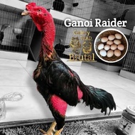 TELUR AYAM GANOI RAIDER