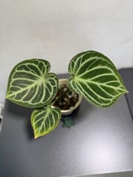 銅鑼燒花燭 Anthurium Dorayaki