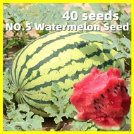 Super Sweet Juicy Watermelon Seed เมล็ดพันธุ์ แตงโมยักษ์ - อัตรางอกสูง 40เมล็ด/ซอง Super Large Watermelon Fruit Seeds for Planting Tropical Fruit Plant Seeds Organic Vegetable Seeds Vegetable Plants เมล็ดพันธุ์ผลไม้ เมล็ดผักต่างๆ เมล็ดบอนสี เมล็ดพันธุ์
