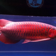 Arwana super red 40cm