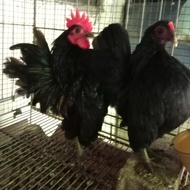 ayam Serama sepasang