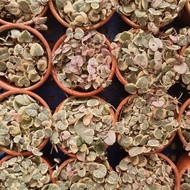 Promo buy1 string of heart variegata Get 1 dischidia million heart var