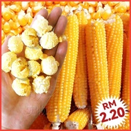 J10 Biji Benih Jagung Pop Corn (20+/- )  Pop Corn Seeds 爆米花玉米种子 Benih Jagung Corn seeds 玉米种子