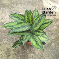 Calathea Beauty Star 魅力之星竹芋 140mm Pot Keladi Indoor Live Plant Pokok Hiasan [Lush Garden]