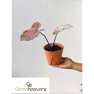 <Greenheavenz> Caladium Strawberry Live Plant Pokok Keladi Hiasan Rare