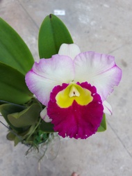 [Có bảo hành] cattleya anna joy no2 chậu trưởng thành sắp ra hoa