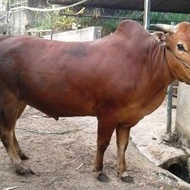 Sapi qurban 2025 Sapi Madura Murah Free Ongkir & Gratis Perawatan