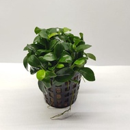 TCulture Anubias Nana Bonsai (Pot)