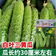 White Leaf Three Fruit Cucumber Seed Fruit Cucumber Seed Original Four Seasons Vegetable Cucumber Se