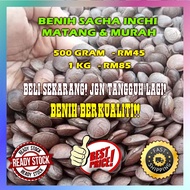 Benih Sacha Inchi Matang 1kg