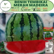 3 biji benih TEMBIKAI BESAR big watermelon MADEIRA seeds repacked manis rangup