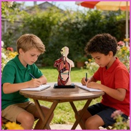 Human Body Model for Kids Detachable Realistic Educational Toys Anatomy Models Human Body Figure for
