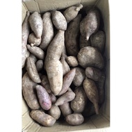 Yacon/ Organic Yacon/ Ubi Yacon Cameron Highlands 1kg+-