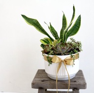 【開幕盆栽 虎虎生風】開幕盆栽/ 多肉組盆/ 虎尾蘭