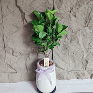 開幕首選盆栽-小水磨款琴葉榕