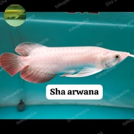 ikan arowana super red king arwana sr king arwana exotic