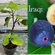 ต้นมะเดื่อฝรั่งอิรักกี้รุ่นกลาง ส่งทั้งกระถาง iraqi figs tree