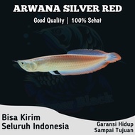 arwana silver red brazil