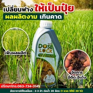 [ส่งไว] DOSE LOCK โดส ล็อค ช่วยลดจำนวนข้าวดีด ข้าวเด้ง และช่วยย่อยสลายฟาง ตอซัง