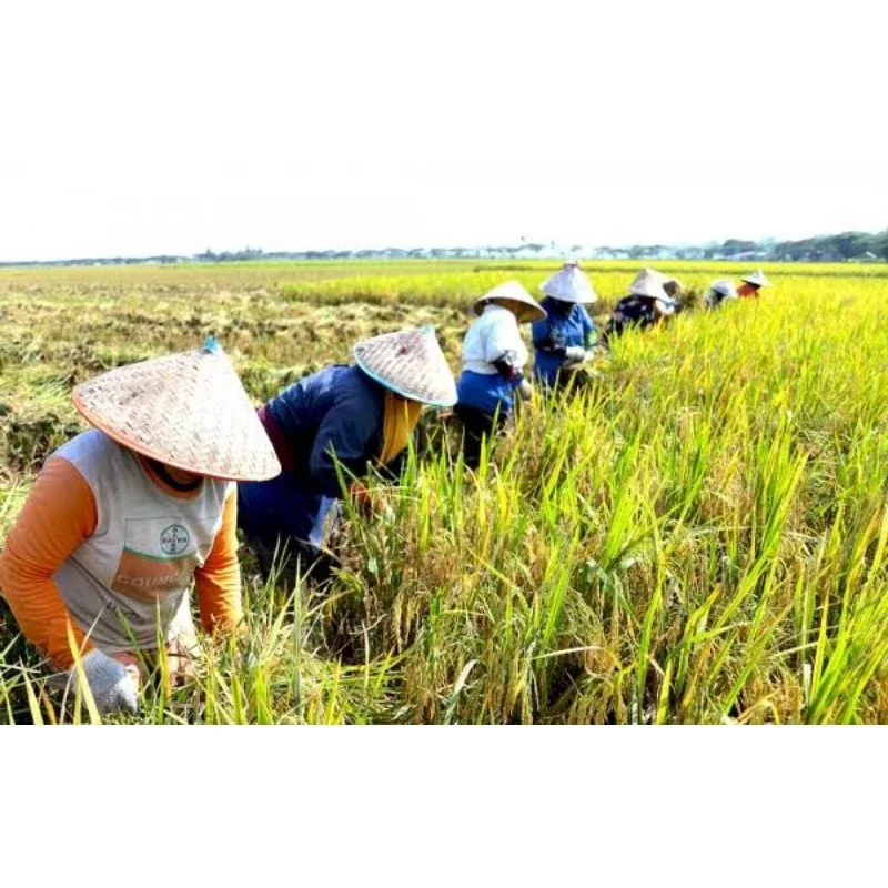 BENIH/BIBIT PADI CIHERANG SIPER VIONA UNGGUL BERKUALITAS 1KG