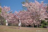 春遊暨大櫻花林、美拍粉紅陣雨花旗木、最美台版青瓦台地母廟一日遊