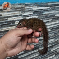 tupai kekes jinak