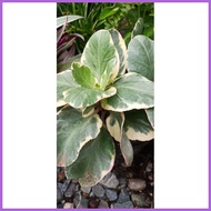 ✢ ◳ ◐ VARIEGATED KALANCHOE