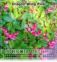 Johrnia 3 Benih Biji Bunga BEGONIA Dragon Wing Pink