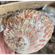 14-16cm Natural Bloodshot Abalone Shell Seashell Rare Sea Shells Home Decoration Accessories Aquariu