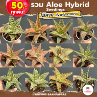 Aloe Hybrid seedings อโลไฮบริด ไม้เมล็ด #50บาท ทุกต้น ไม้อวบน้ำ กุหลาบหิน cactus&amp;succulentหลากหลายสายพันธุ์