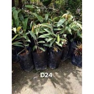 Pokok Durian D24....