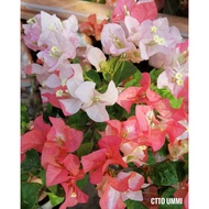 Bunga Kertas ID Maharani @ Lipstik Oren