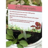 Anthurium Garden Plant Signs