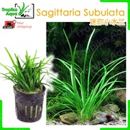 Sagittaria Subulata (dwarf sagittaria) 迷你小水兰 - aquarium aqua plant fish tank [lowtech]