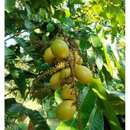 Buah Longan Brazil Sarawak(HijauKuning@Gold)1kg MURAH FRESH (read Description)