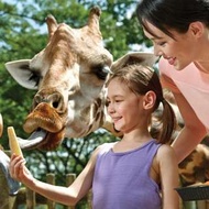 新加坡動物園門票